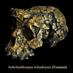 sahelanthropus tchadensis
